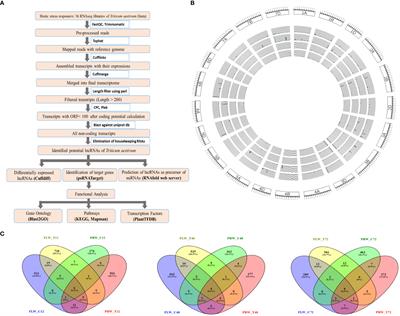 Genome-wide identification and characterization of Puccinia striiformis-responsive lncRNAs in Triticum aestivum
